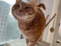 -瑞派名望24h动物医院异宠专科·猫专科·骨科·重症监护分院
