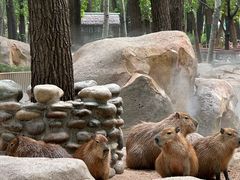 -北京野生动物园