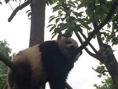 -都江堰中华大熊猫苑