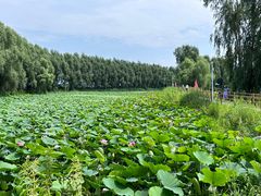 -白渔泡湿地公园