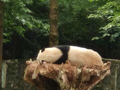 -都江堰中华大熊猫苑