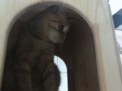 -藏猫猫咖啡主题馆(中央大道店)