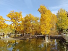 -金塔沙漠胡杨林景区