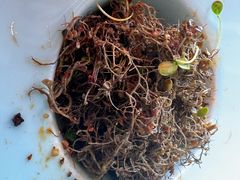 -阿斯牛牛·凉山菜(新会展店)