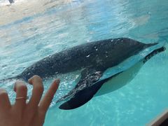 -帝企鹅自助餐厅•儿童岛•真企鹅(长隆企鹅酒店)