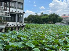 -荔湾湖公园