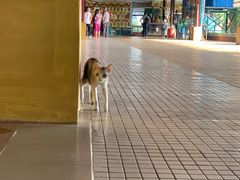 -ခြောက်ထပ်ကြီးရွှေသာလျောင်းဘုရားကြီး