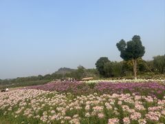 -径山花海
