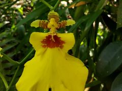 -中国科学院西双版纳热带植物园