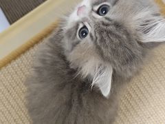 -帕帕拉兹宠物(亚洲旗舰店)