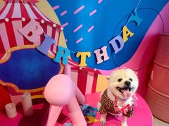 -百好乐宠物友好餐厅(朝外大街店)