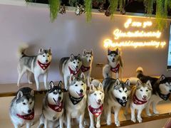 -Husky Go! 哈士奇体验馆·宠物咖啡厅狗咖