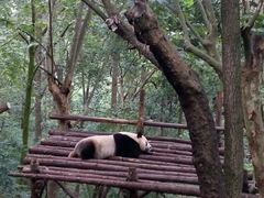 -成都大熊猫繁育研究基地