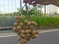 -光明小镇欢乐田园