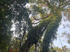 -七仙岭温泉国家森林公园