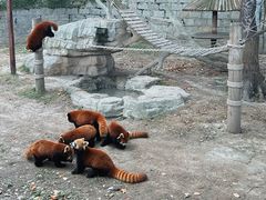 -上海野生动物园