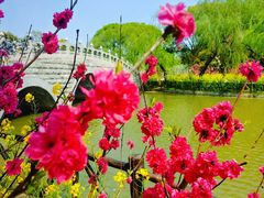 -南汇桃花村