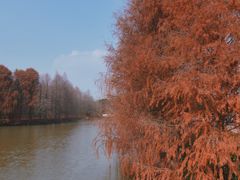 -上海海湾国家森林公园