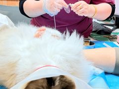 -宠福鑫动物医院(城北分院)