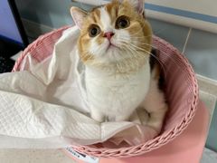 -纳吉亚猫专科动物医院·北北分院
