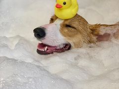 -PETKIT小佩宠物(古北店)