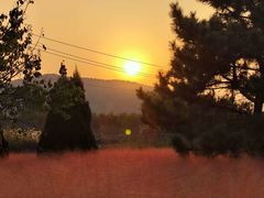 -羊亭河湿地公园