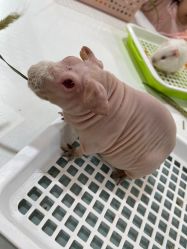 -Moni星球萌宠·小马宝莉·灵蛇·高端高阶全萌宠互动体验俱乐部(红豆国际广场店)