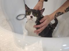 -momokira米努特·德文卷毛猫·棉花面纱犬