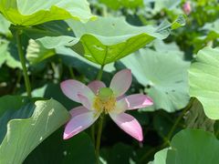 -莲花池公园