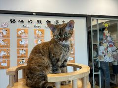 -有喵·猫咖·狗咖·30几只猫10只小狗(岗厦店)