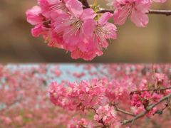 -天适樱花悠乐园
