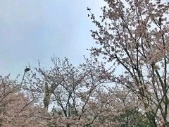 -武汉大学-樱园