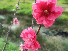 -中山市树木园