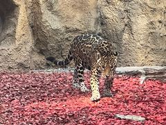 -北京野生动物园