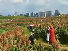 -三圣花乡旅游区