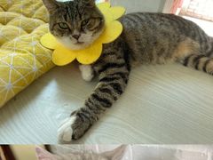 -喵屿·大理花园猫咖