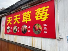 -青浦采草莓天天草莓园