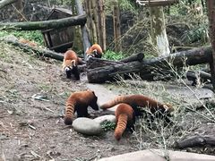 -都江堰中华大熊猫苑