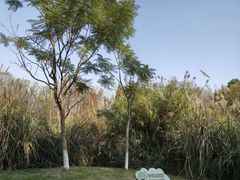 -桤木河湿地公园