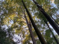 -火炉山森林公园