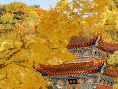 -遵化市禅林寺古银杏风景园