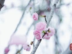 -天适樱花悠乐园