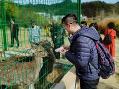 -千年银杏谷文化旅游区