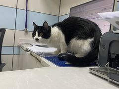 -中农国际动物医院24小时·猫科·骨科·急重症中心