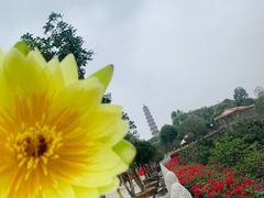 -广州莲花山旅游区