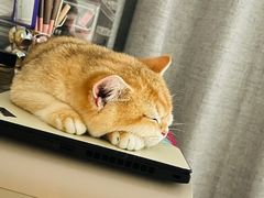 -猫大福·Fortune Cat猫舍(百子湾店)