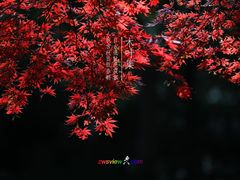 -秋霞圃