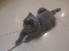 -猫大福·Fortune Cat猫舍(百子湾店)