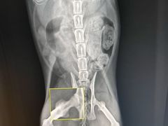 -关爱动物医院·心脏·中兽医·异宠(金牛路分院)