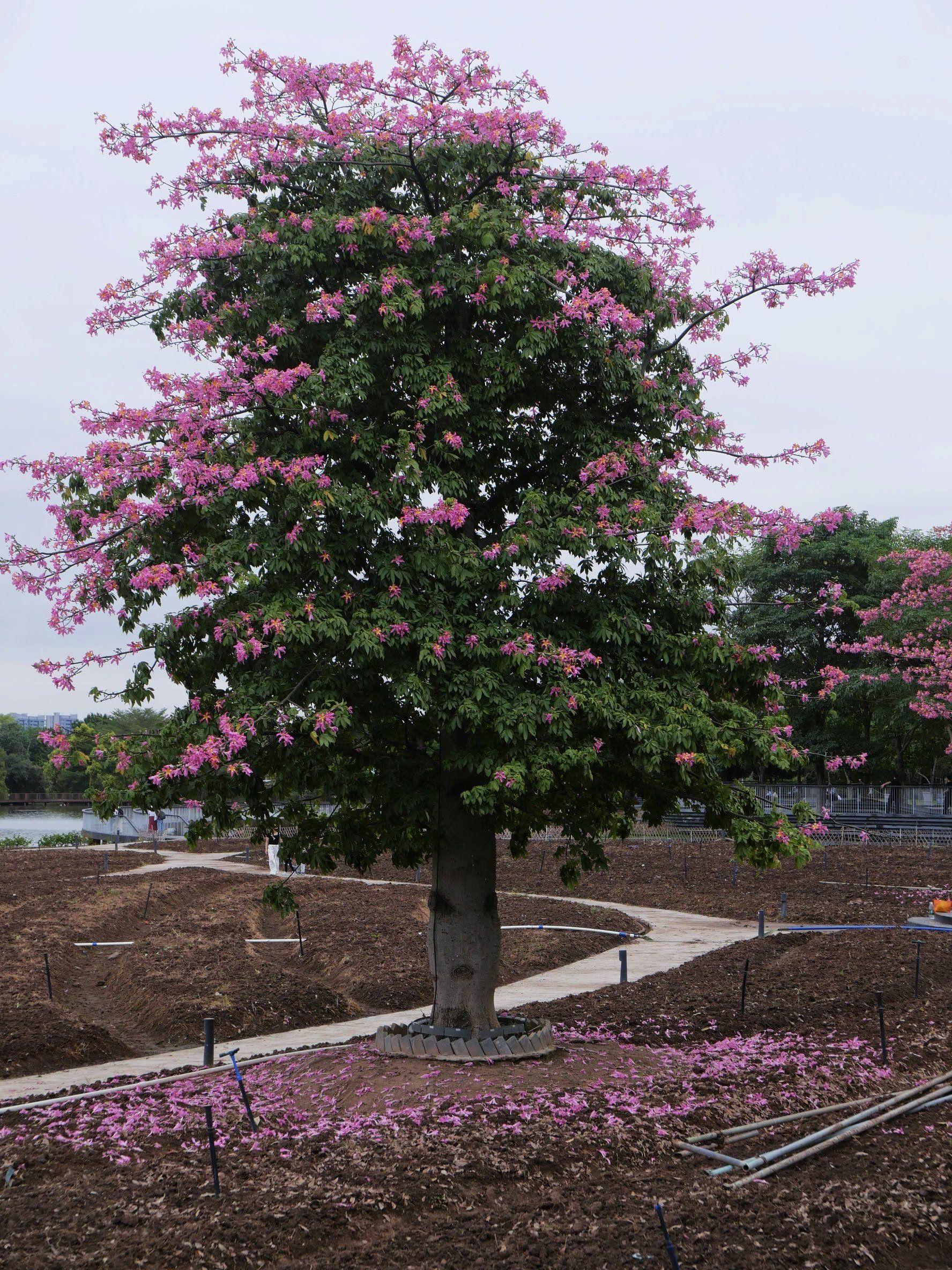 海珠湖公园,一棵开花的树